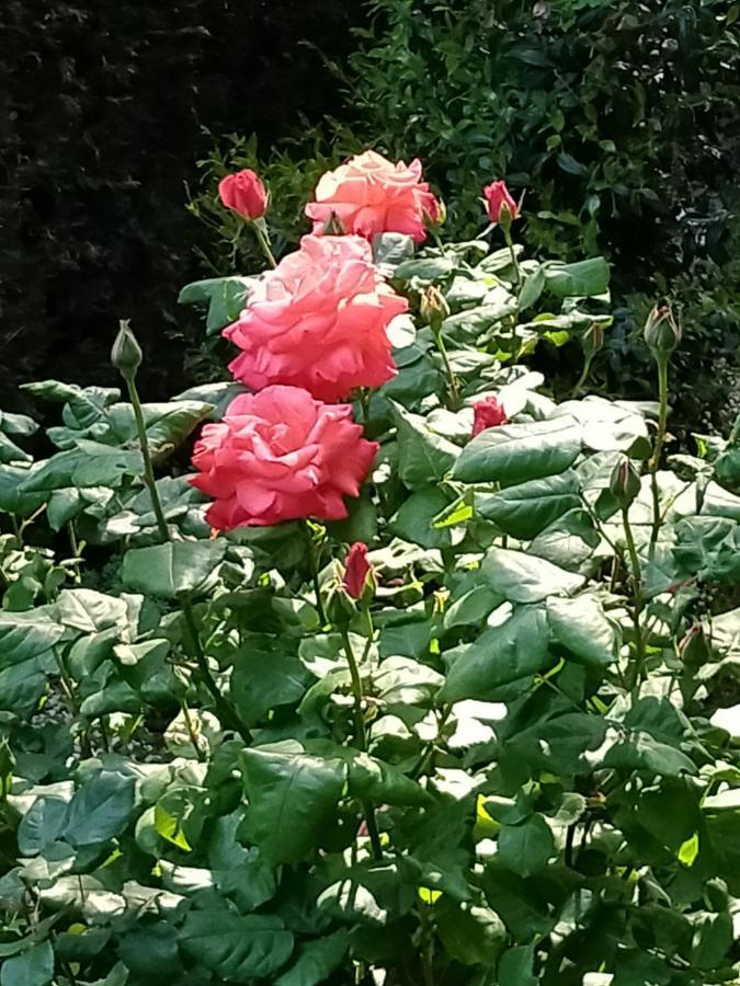 Appartamento Rose'S Garden - Un Angolo Di Quiete Pino Torinese Esterno foto